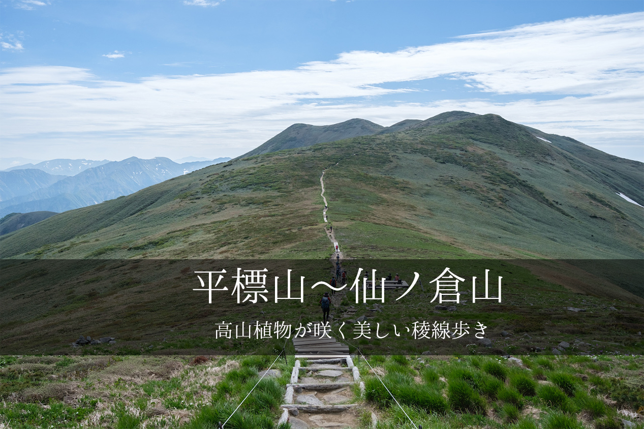 平標山 仙ノ倉山 高山植物が咲く美しい稜線歩き 山photo Life